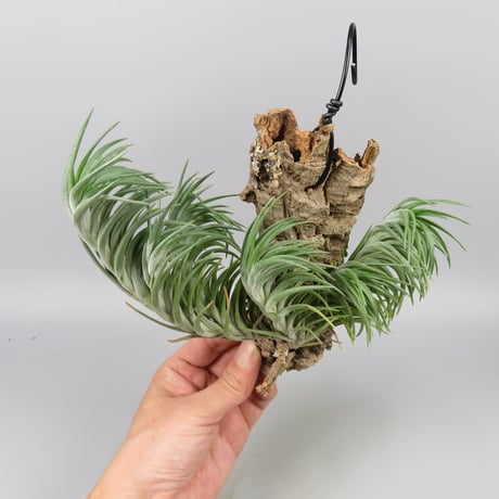 Tillandsia araujei