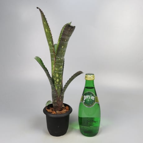 Billbergia 'Canvey Snow'