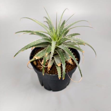 Deuterocohnia longipetala  lithospheric form DJC Southern Bolivia.