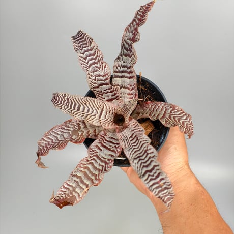 Cryptanthus 'Silver Zones' Bromeliad Cultivar Register (2146)