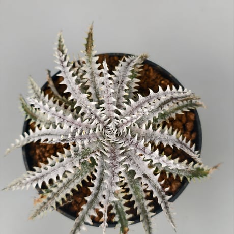 Dyckia Taiyo × Diamond Praw #SN02