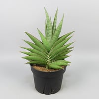 Sansevieria Matsumoto Castle