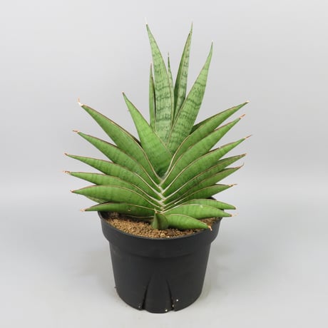 Sansevieria Matsumoto Castle