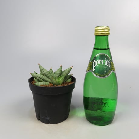 Sansevieria Nilin from Yoky plant