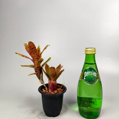Neoregelia Chiquita Linda x dungsiana