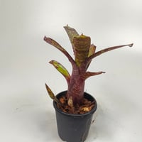 Neoregelia ampullacea 'Zebrina'（WBC2006 Chan）ex SN