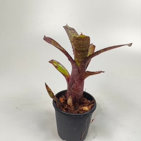 Neoregelia ampullacea 'Zebrina'（WBC2006 Chan）ex SN