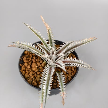 Dyckia (Taiyo x Prominence)x(Nagas x Samurai) Sueb Hybrid