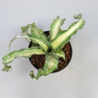 Cryptanthus 'Dennis Cathcart' Bromeliad Cultivar Register (1471)