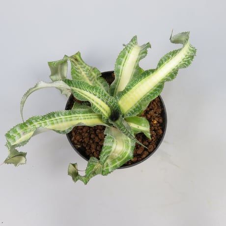Cryptanthus 'Dennis Cathcart' Bromeliad Cultivar Register (1471)