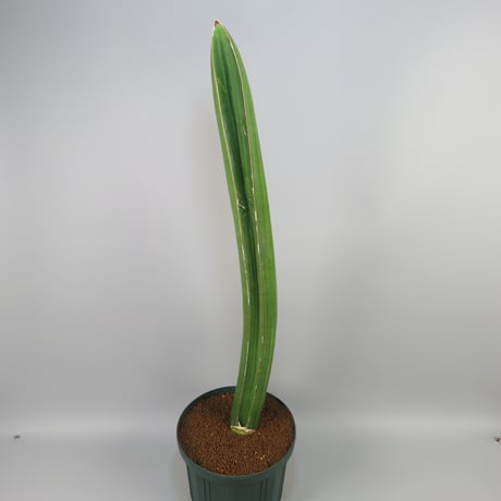 Sansevieria sinu-simiorum R979