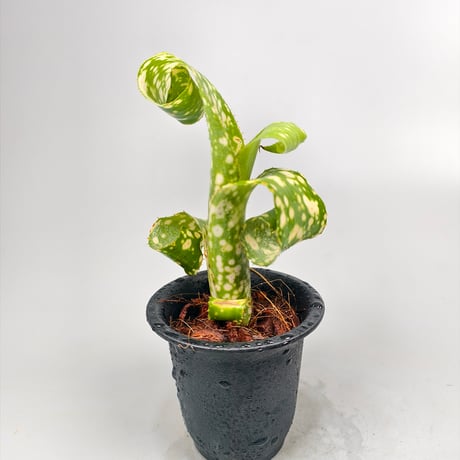 Billbergia leptopoda