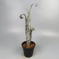 Quesnelia marmorata 'Tim Plowman' (BCR7974)