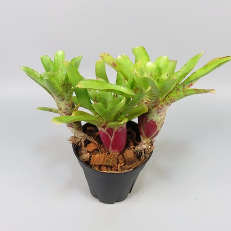 Neoregelia Chiquita Linda x Wild Tiger