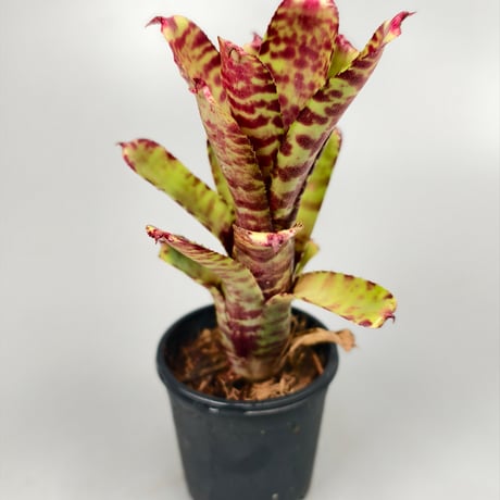 Neoregelia (lilliputiana x BAM) x (lilliputiana x punctatissima)