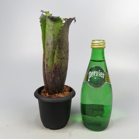 Hohenbergia Special Spine