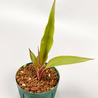 Pitcairnia sanguinea