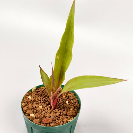 Pitcairnia sanguinea