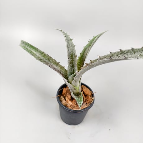 Hohenbergia sp BRT MG177 ex SN