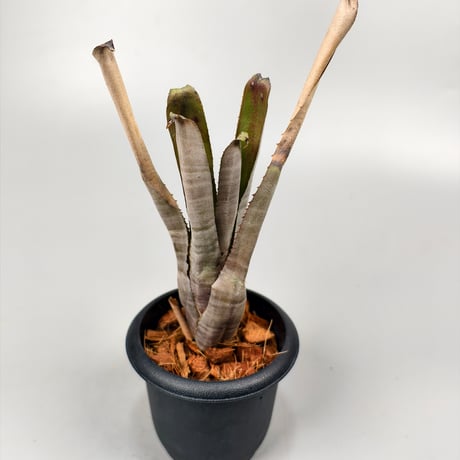 Wittmackia incompta