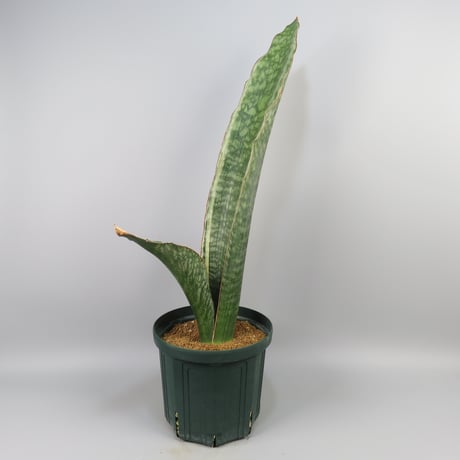 Sansevieria Silver Dragon