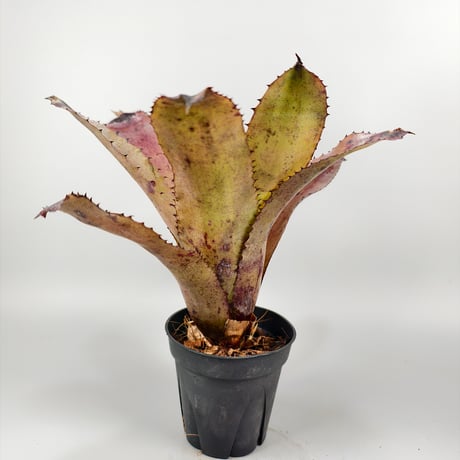 Aechmea Whyanbeel (Hohenbergia sp Brazil)