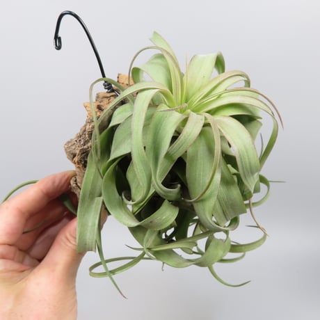Tillandsia 'Eric Knobloch'