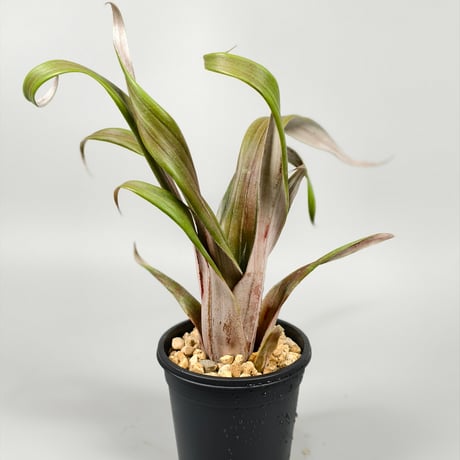 Aechmea bromeliifolia var. rubra spineless Seeding: Double T Nursery