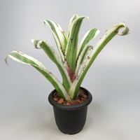Hohenbergia 'Karla' (BCR11568) ex Hermann Prinsler