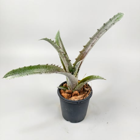 Hohenbergia sp BRT MG177 ex SN