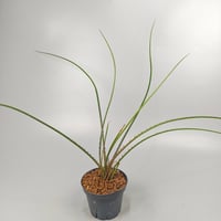 Acanthostachys pitcairnioides
