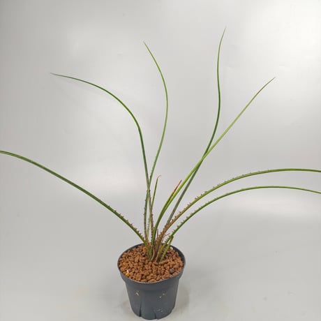Acanthostachys pitcairnioides
