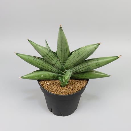 Sansevieria Milky way from Yoky plant
