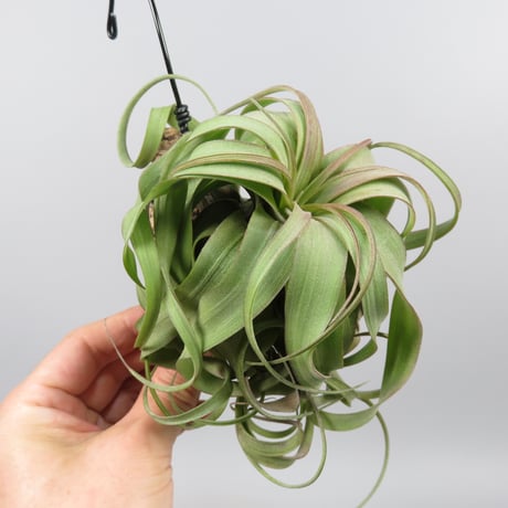 Tillandsia 'Eric Knobloch'