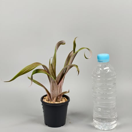 Aechmea bromeliifolia var. rubra spineless Seeding: Double T Nursery
