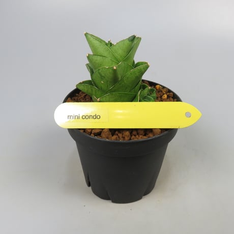 Sansevieria Mini Condo from Yoky plant
