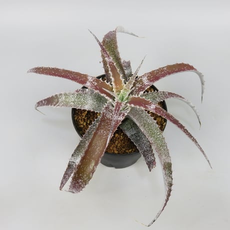 Orthophytum (Iron Ore x (Brittle Star x saxicola))