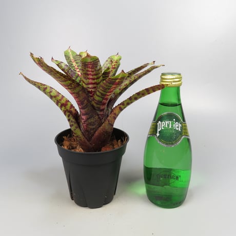 Neoregelia 'Whirlwind' Bromeliad Cultivar Register (11247)