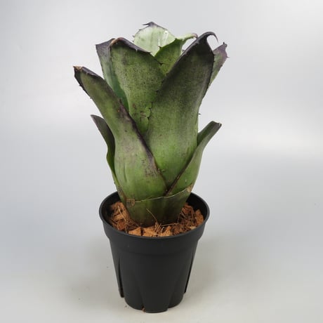 Hohenbergia leopoldo-horstii Black form