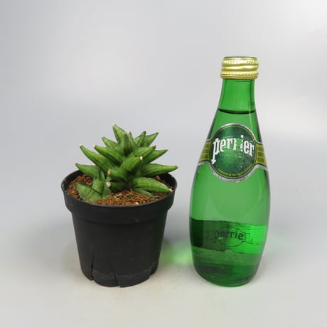 Sansevieria Durian from Yoky plant