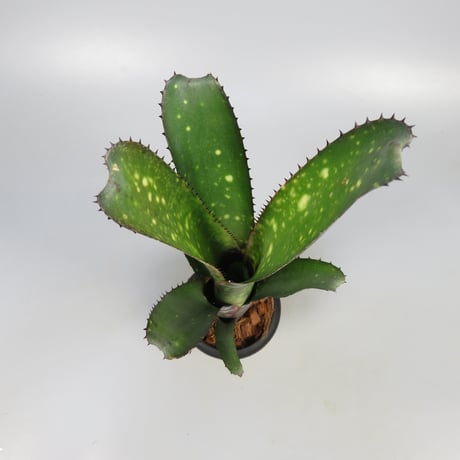 Billbergia 'Canvey Snow'