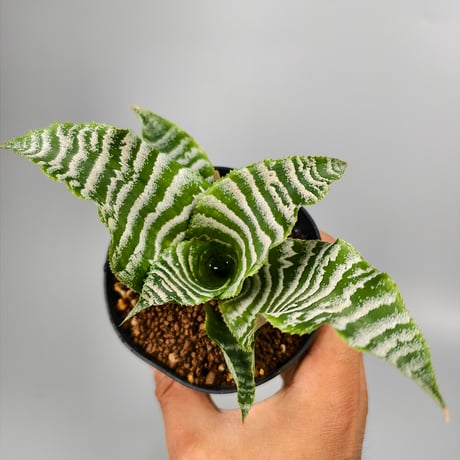 Cryptanthus 'Betty'