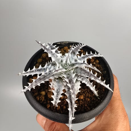 Dyckia Little Wing Bromeliad Cultivar Register (16648) Otto Bromeliad Hybrid
