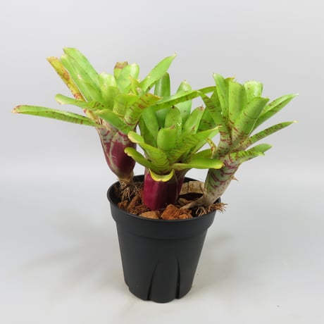 Neoregelia Chiquita Linda x Wild Tiger