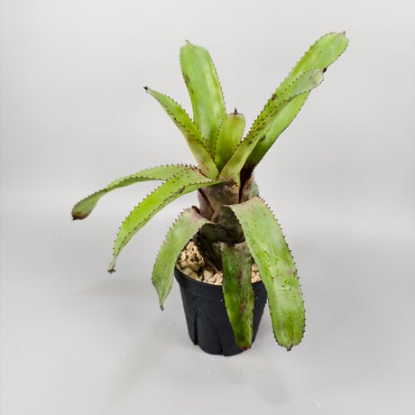 Canistrum fosterianum (Aus.)