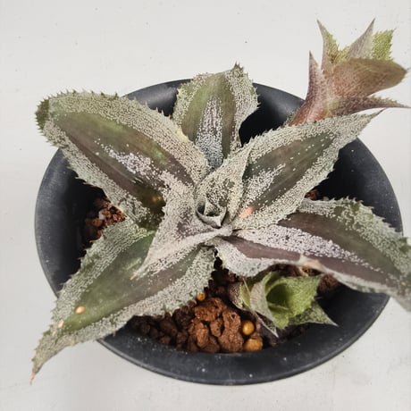 Cryptanthus 'Racing Stripes' Bromeliad Cultivar Register (1985)