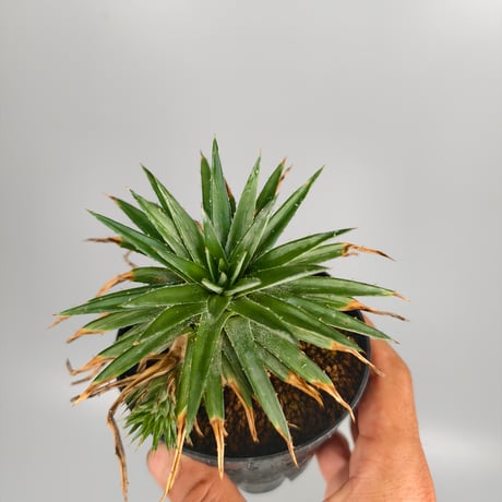 Dyckia sp from Satith