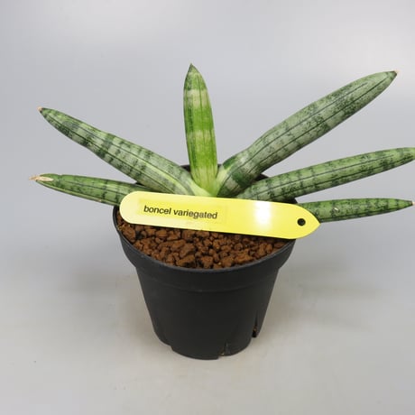 Sansevieria boncel variegated from Yoky plant