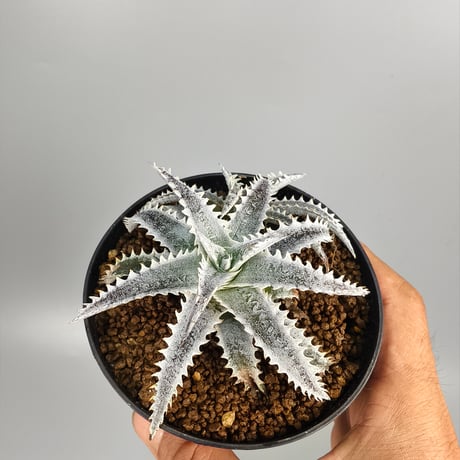 Dyckia 'Hotaka' Bromeliad Cultivar Register (15938)
