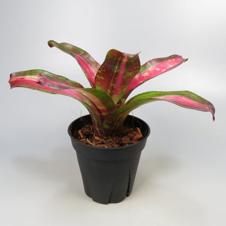 Neoregelia 'Broken Heart' Bromeliad Cultivar Register (13519)